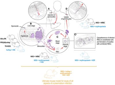 Humanized Mouse Models for the Study of Human Malaria Parasite Biology, Pathogenesis, and Immunity